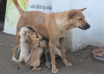 Foto ilustrativa: Pixabay