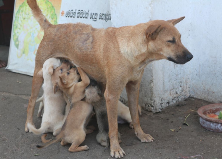 Foto ilustrativa: Pixabay