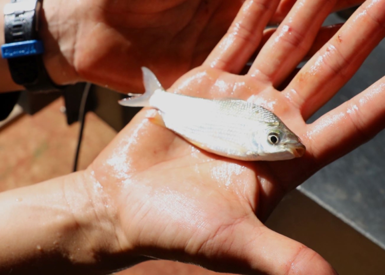 Juvenil com chan ce de sobreviver no Lago de Itaipu pronto para ser solto. Foto: IB/Paraguai
