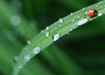 Foto ilustrativa: Pixabay