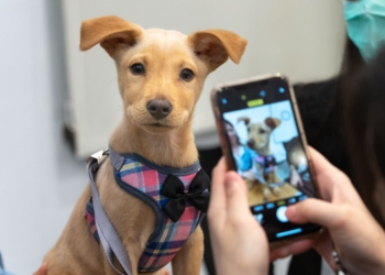 Foto ilustrativa: Pixabay