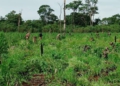 Plantação de maconha descoberta pelo SENAD. Foto: Agência IP