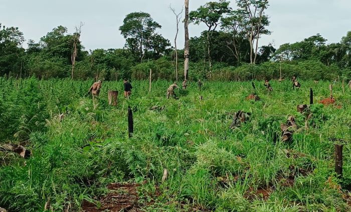 Plantação de maconha descoberta pelo SENAD. Foto: Agência IP