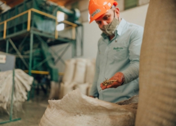 O Paraguai é um .dos líderes mundiais na produção de erva-mate. Foto: cortesia