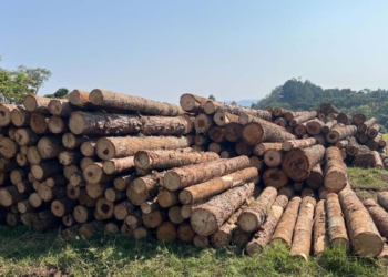 Em algumas dessas áreas também foram identificadas atividades sem licenciamento ambiental e uso do fogo para destruição da floresta. Foto: IAT