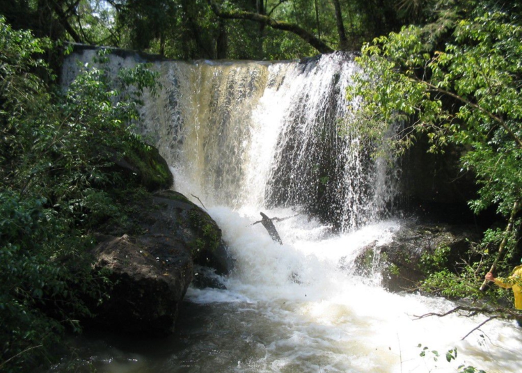 Imagem do Polo Rio Azul, em Céu Azul. Crédito: Parque Nacional do Iguaçu / ICMBio