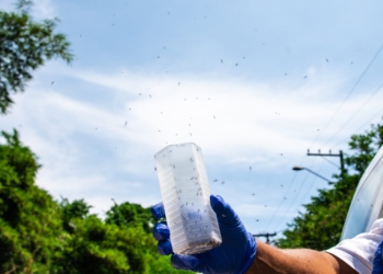 Soltura de mosquitos contaminados. Foto: Flávio Carvalho-WMP-Brasil/Fiocruz