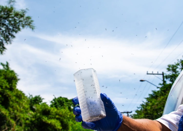 Soltura de mosquitos contaminados. Foto: Flávio Carvalho-WMP-Brasil/Fiocruz