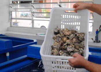 Depurador de ostras de Guaratuba.
Foto: Everson Bressan-AENotícias