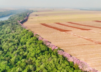 Ipês florescem na faixa de proteção do Lago de Itaipu. Fotos: Lucas Tres/Itaipu Binacional