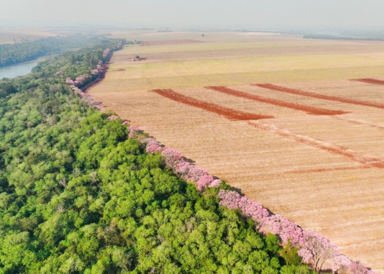 Ipês florescem na faixa de proteção do Lago de Itaipu. Fotos: Lucas Tres/Itaipu Binacional