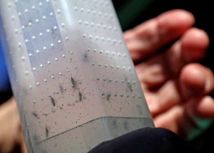 Uma vez que os mosquitos com wolbachia são liberados no meio, eles se reproduzem com aqueles que já estão presentes no ambiente, contribuindo, assim, para a permanência da Wolbachia nas gerações futuras.
Foto: Alessandro Vieira/WMP Brasil