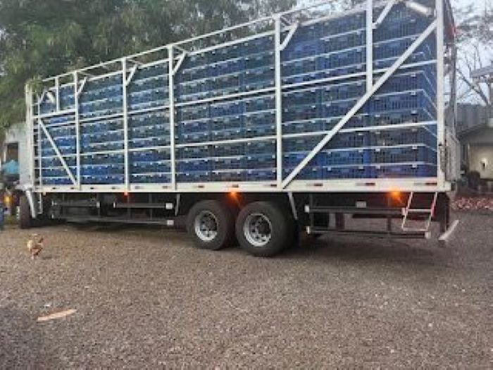 Aves apreendidas. Foto: divulgação/PMFI