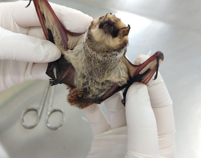 Foto ilustrativa: divulgação/PMFI