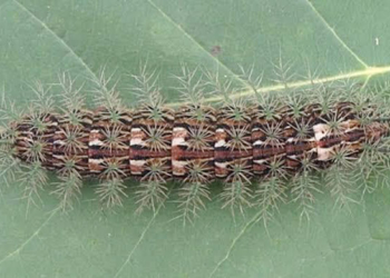 Aagarta do gênero Lonomia. Foto: Juliana Cequinel/Sesa