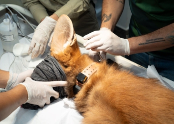 Com coleira, ele deverá ser solto no Oeste do Paraná. Foto: Sara Cheida/IB