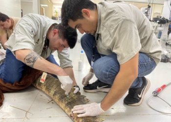 Veterinários da Itaipu, do lado paraguaio da usina, estão cuidando do animal. Foto: IB/divulgação