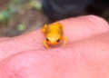 Sapinho-dourado, ou Brachycephalus pernix, é conhecida por habitar apenas o Morro do Anhagava, em Quatro Barras, na Região Metropolitana de Curitiba
Foto: Jurandir Coelho