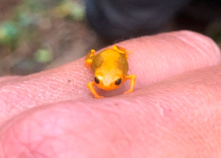 Sapinho-dourado, ou Brachycephalus pernix, é conhecida por habitar apenas o Morro do Anhagava, em Quatro Barras, na Região Metropolitana de Curitiba
Foto: Jurandir Coelho