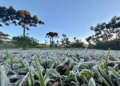 Primeira onda de frio chega ao Paraná semana que vem com termômetros perto de 0ºC
Foto: Ana Tigrinho/AEN