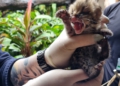 Gato-maracajá nascido no Refúgio Bela Vista, é de uma espécie em perigo de extinção. Foto: divulgação/IB