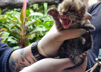 Gato-maracajá nascido no Refúgio Bela Vista, é de uma espécie em perigo de extinção. Foto: divulgação/IB