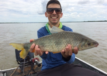 Peixe da espécie piapara marcada pela Itaipu capturada por pescador. A foto divulgada pela Itaipu é meramente ilustrativa e não é do peixe em questão.