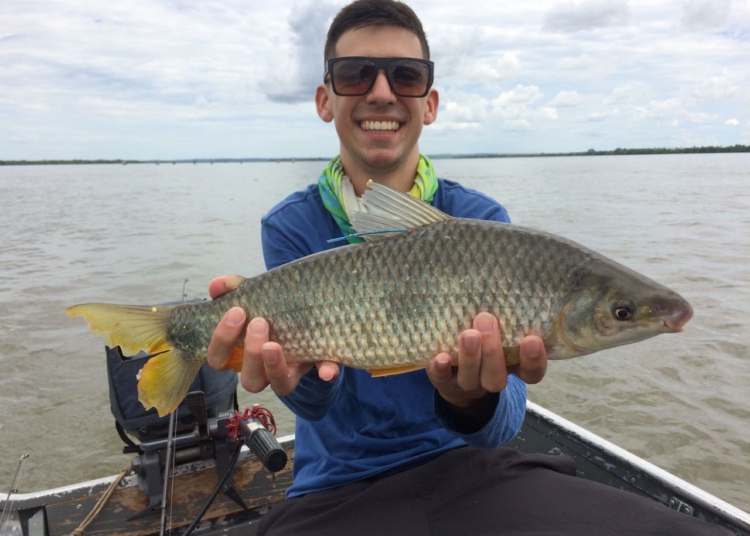 Peixe da espécie piapara marcada pela Itaipu capturada por pescador. A foto divulgada pela Itaipu é meramente ilustrativa e não é do peixe em questão.