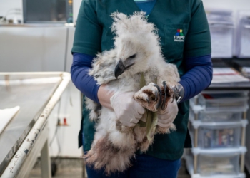 A microchipagem é realizada em todos os animais do Refúgio da Itaipu. Foto: Rubens Fraulini/Itaipu Binacional