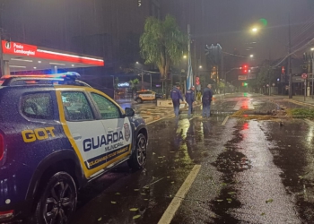Queda de uma das palmeiras da Avenida Jorge Schimmelpfeng. Foto: divulgação