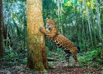 Foto ilustrativa: divulgação