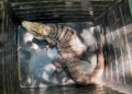 Com temperaturas mais baixas, o animal entra em estado de inatividade prolongada conhecido como brumação. Foto: IAT-PR