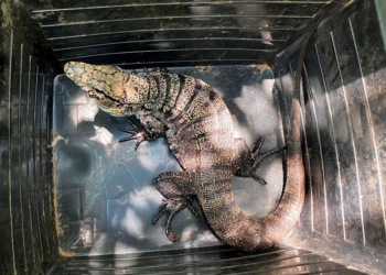 Com temperaturas mais baixas, o animal entra em estado de inatividade prolongada conhecido como brumação. Foto: IAT-PR
