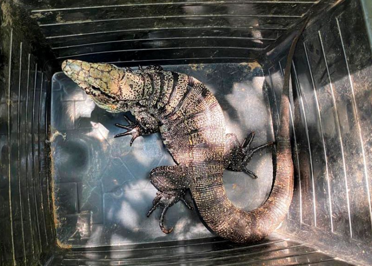 Com temperaturas mais baixas, o animal entra em estado de inatividade prolongada conhecido como brumação. Foto: IAT-PR