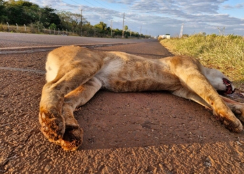 Onça-parda atropelada ontem (15) na margem paraguaia da usina. Foto: IB/Paraguai