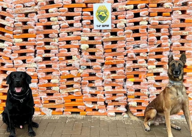 Faro apurado: canis da PMPR causam prejuízo de R$ 900 milhões ao crime desde 2023
Foto: PMPR