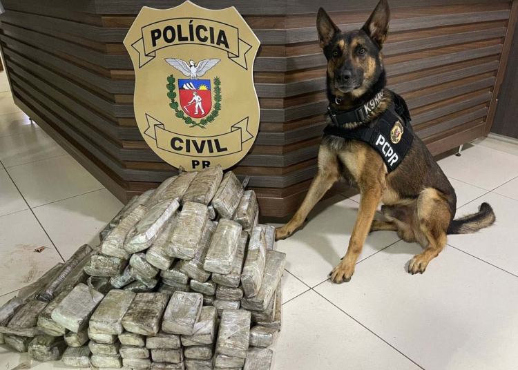 K9 Faruk: 700 quilos de drogas. Foto: Foto: PCPR