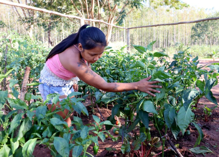 Imagem ilustrativa da produção de alimentos de base ecológica em comunidade indígena. Crédito: Projeto Opaná: Chão Indígena