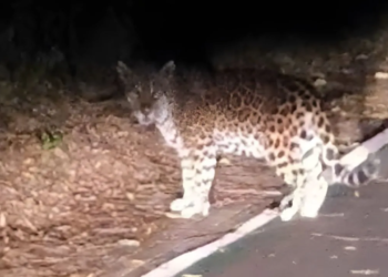 Registro da fêmea Cacira reforça sucesso do projeto de conservação da espécie na unidade de conservação. Foto: Nadir Ferreira Carvalho/Divulgação Urbia+Cataratas