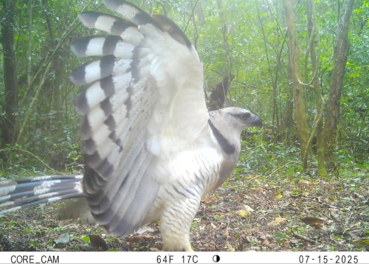 Imagem do Uiraçu captada pelas câmeras do Projeto Onças. Foto: divulgação