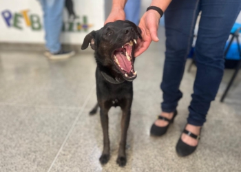 “Neguinho” foi um dos primeiros a ser castrado nesta semana.. Foto: PMFI