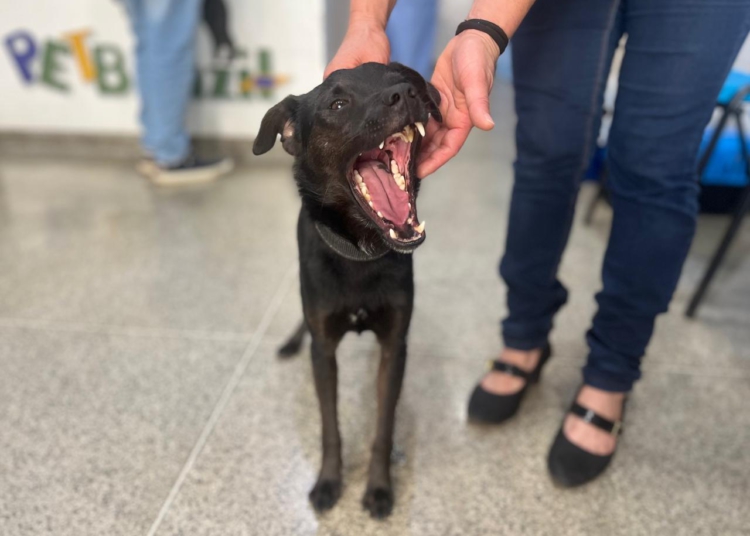 “Neguinho” foi um dos primeiros a ser castrado nesta semana.. Foto: PMFI