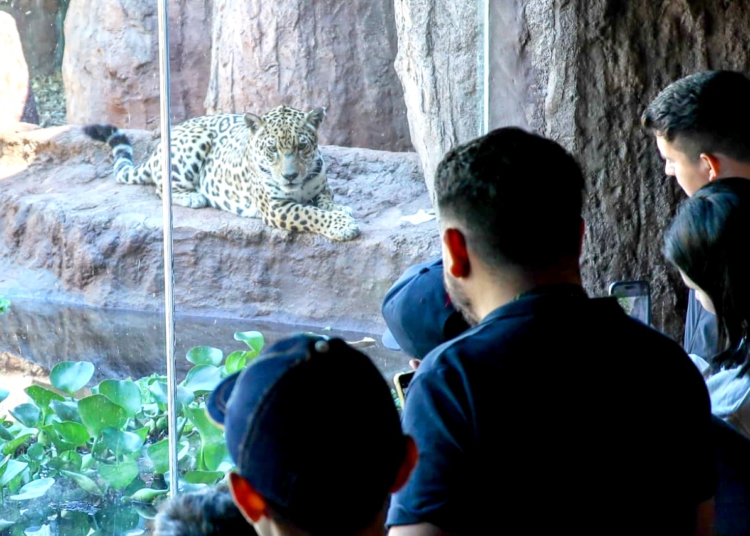 Os passeios são realizados com agendamento prévio, através dos telefones fixos (061) 599 8040 ou (061) 599 8094. Foto: divulgação