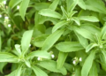 Stevia rebaudiana: Planta recebeu nome em homenagem aos descobridores Moisés Giacomo Santiago Bertoni e ao químico Ovidio Rebaudi. Foto: ClickFoz