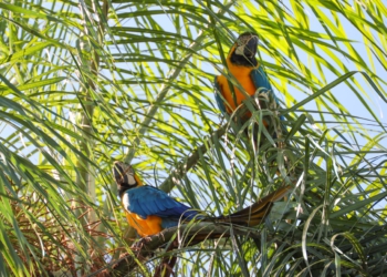 Araras avistadas no refúgio paraguaio da Itaipu. Foto: divulgação