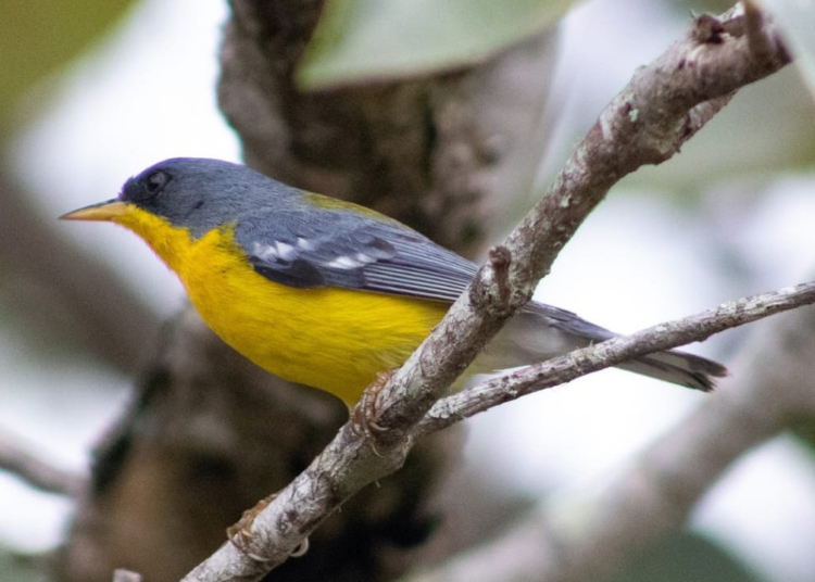 O Instituto Água e Terra (IAT) promove neste sábado (11) a primeira edição do Passarinhar Paraná em Foz do Iguaçu, no Oeste do Estado.
Foto: Fabrício Vilela