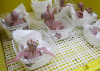 Segundo Santiago Molina, coordenador do CIASI, as aves estão em boas condições de saúde e sendo cuidadas no Hospital de Vida Silvestre Foto: IB/Paraguai