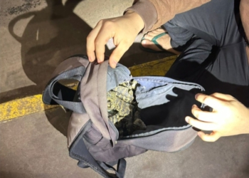 Animais apreendidos. Foto: divulgação