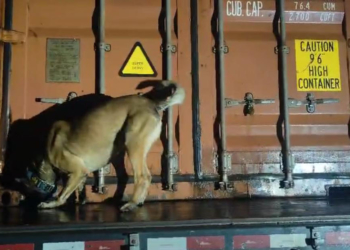 PMPR e PF apreendem mais de 11 toneladas de maconha em fiscalização na BR-277
Foto: PMPR