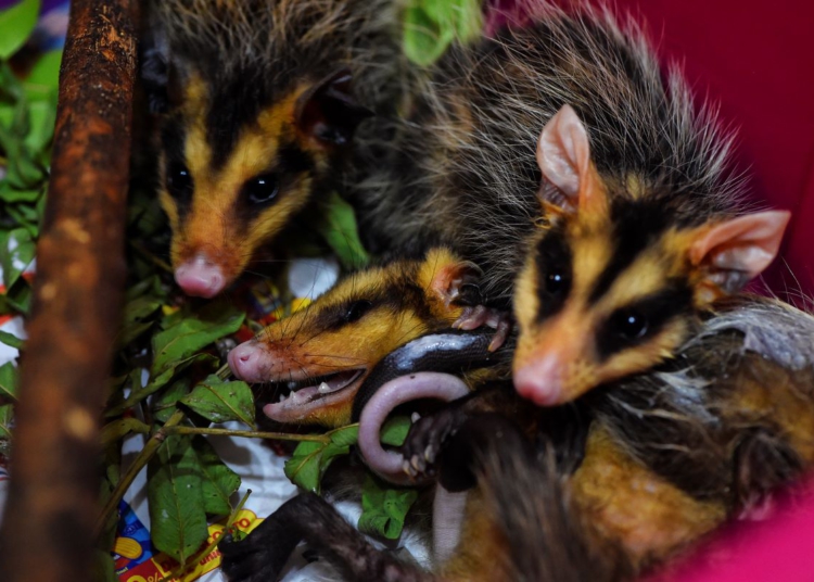 Foto: Denis Ferreira Netto/SEDEST-PR